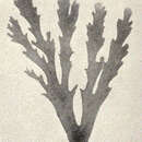 Image of <i>Callophyllis laciniata</i> (Hudson (1843))