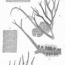 Sivun Ceramium stichidiosum J. Agardh 1876 kuva