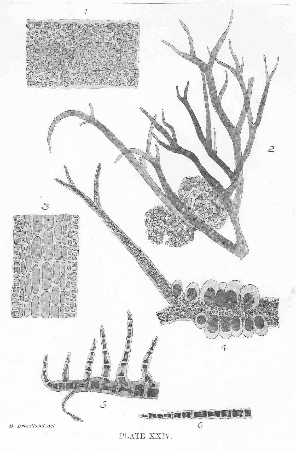 Sivun Florideophycidae Cronquist 1960 kuva