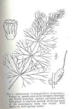 Sivun Ceratophyllales kuva