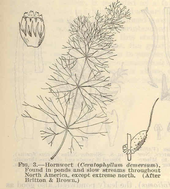 Ceratophyllales resmi