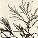 Image of <i>Champia parvula</i> (C. Agardh) Harvey
