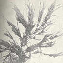 Image of Opposite Stonewort