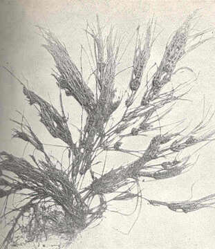 Image of Opposite Stonewort