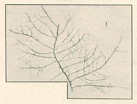 Image of Chondrieae