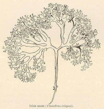 Image of Chondrus Stackhouse 1797