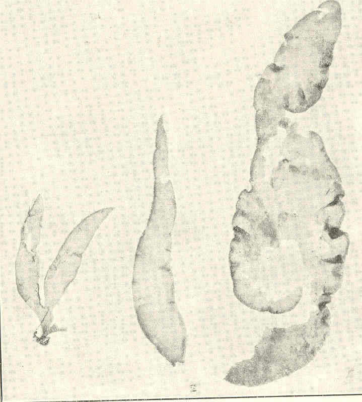 Image de Chrysymenia J. Agardh 1842