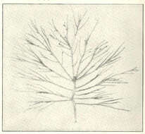 Image of Chrysymenia J. Agardh 1842