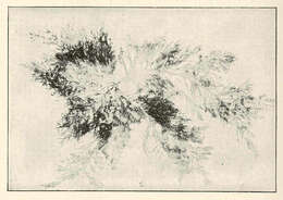 Image of Chrysymenia J. Agardh 1842