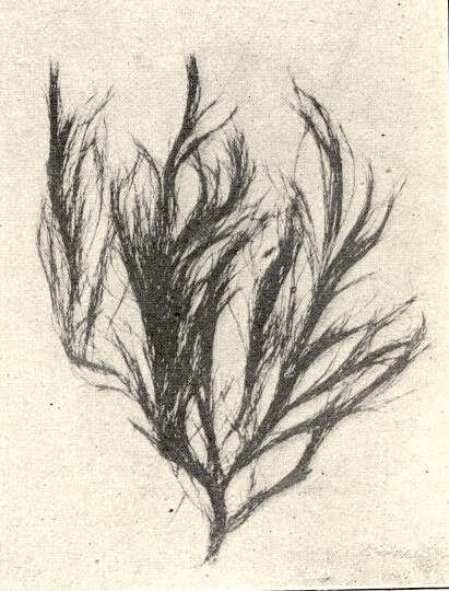 Image of Cladophoraceae