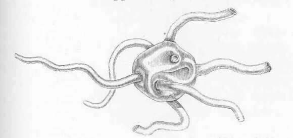 Image of Coelosphaeridae Dendy 1922