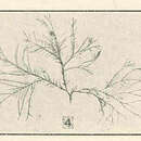 Image of <i>Corallina cubensis</i>