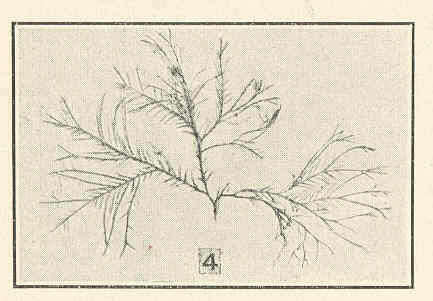 Image of Corallina Linnaeus 1758