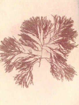 Image of <i>Corallina officinalis</i> Linnaeus