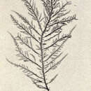 Image of Rhodoptilum plumosum