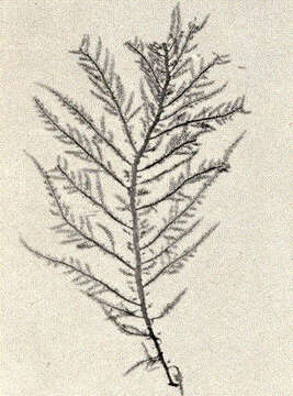 Image of Dasyaceae