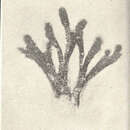 Image of Batophora occidentalis