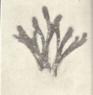 Image of Dasycladaceae