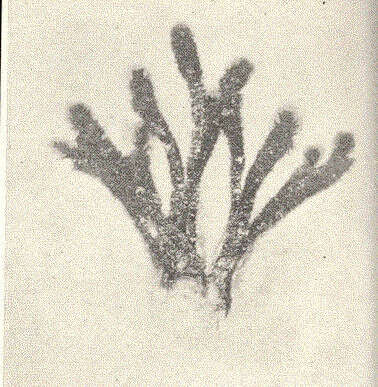 Dasycladaceae resmi