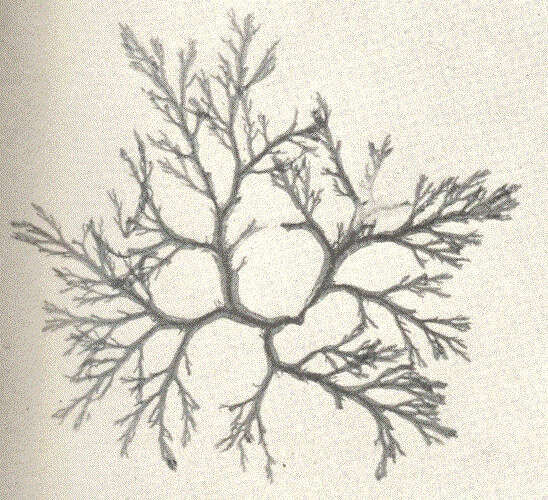 Imagem de Membranoptera Stackhouse 1809