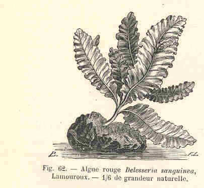 Imagem de Delesseria J. V. Lamouroux 1813