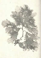 Imagem de Phycodrys Kützing 1843
