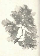 Image of Phycodrys Kützing 1843