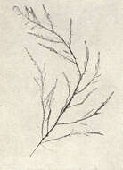 Image of Desmarestiaceae