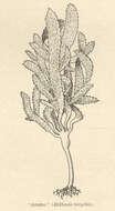 Image of Lessoniaceae