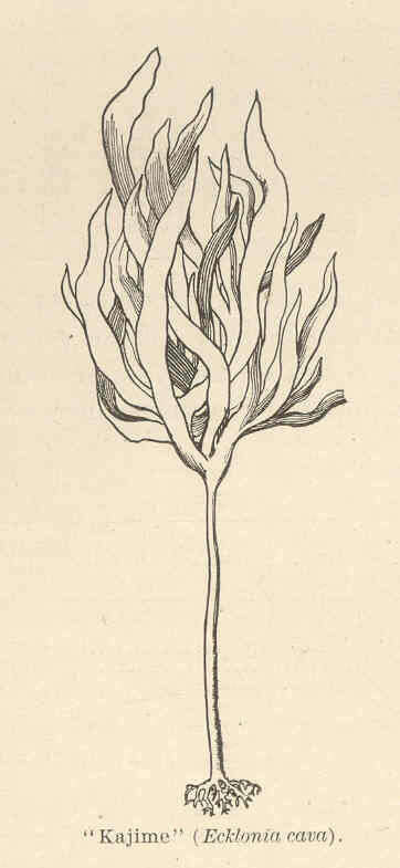 Image of Lessoniaceae