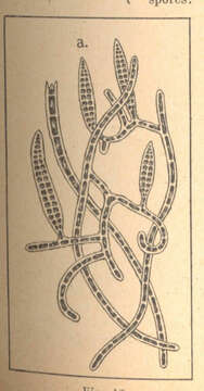 Image of Ectocarpaceae