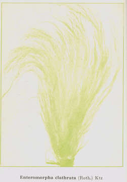 Image of plant