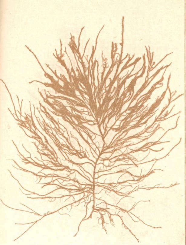 Image of Eudesme J. Agardh 1882
