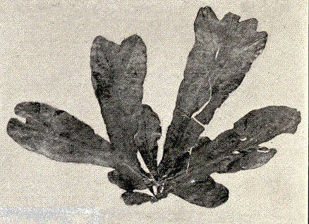 Image of Fucaceae