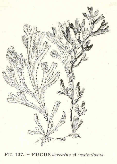 Image de Fucaceae