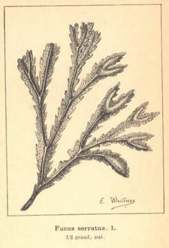 Image of rockweeds