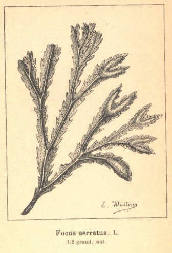 Image of Fucaceae