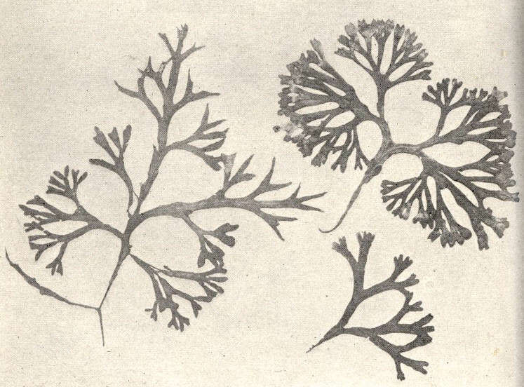 Image of Fucaceae