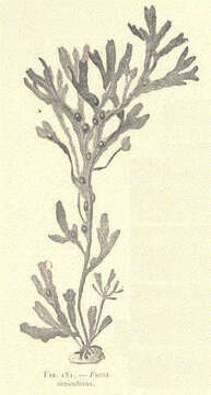 Image of Fucaceae