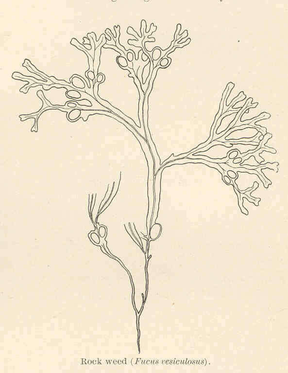 Image of Fucus Linnaeus 1753