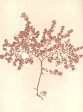 Image of <i>Gastroclonium ovale</i> (Hudson) Kuetzing