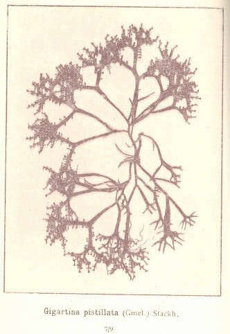 Image of Gigartinaceae