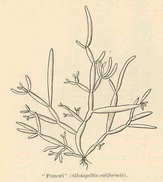 صورة Endocladiaceae