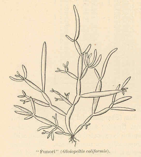 Image of Endocladiaceae