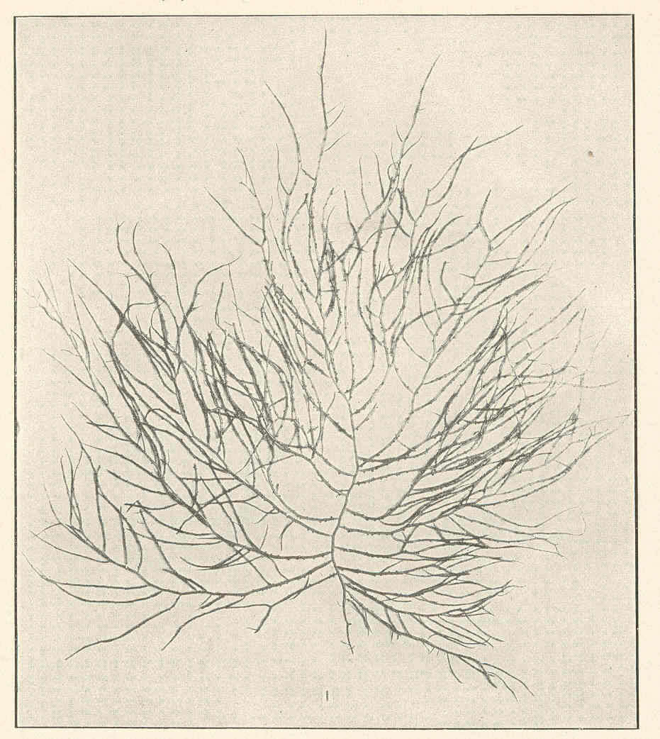 Image of Gracilaria Greville 1830