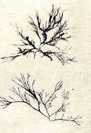 Image de Gracilarioideae Stizenberger 1860