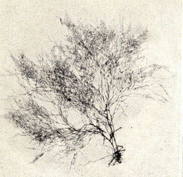 Image of Griffithsia C. Agardh 1817