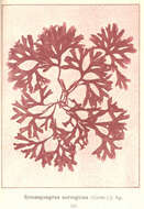 Sivun Gymnogongrus Martius 1833 kuva