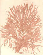 Image de Furcellariaceae