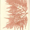 Image of Heterosiphonia plumosa